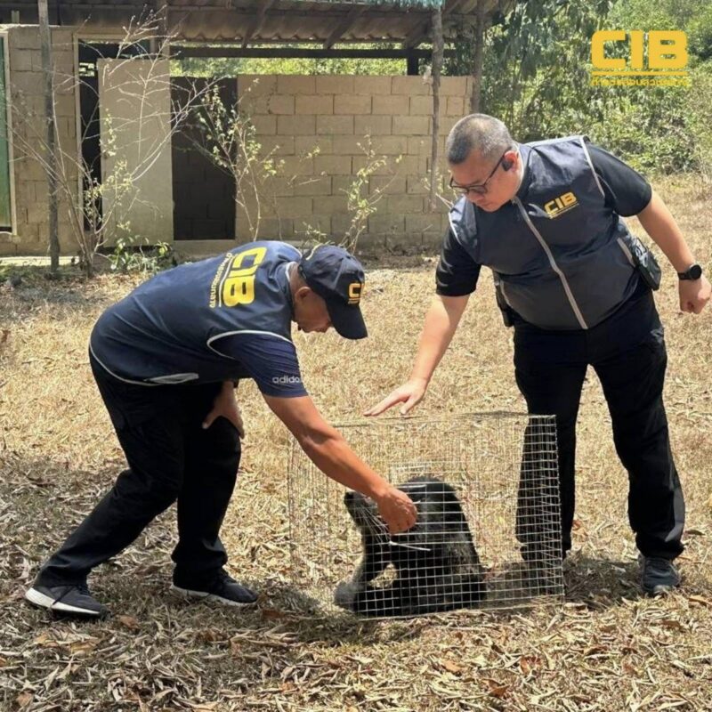 ยึดหมีขอสัตว์ป่าคุ้มครองในอาคารร้าง พบถูกขังล่ามโซ่ทิ้งไว้ที่นราธิวาส